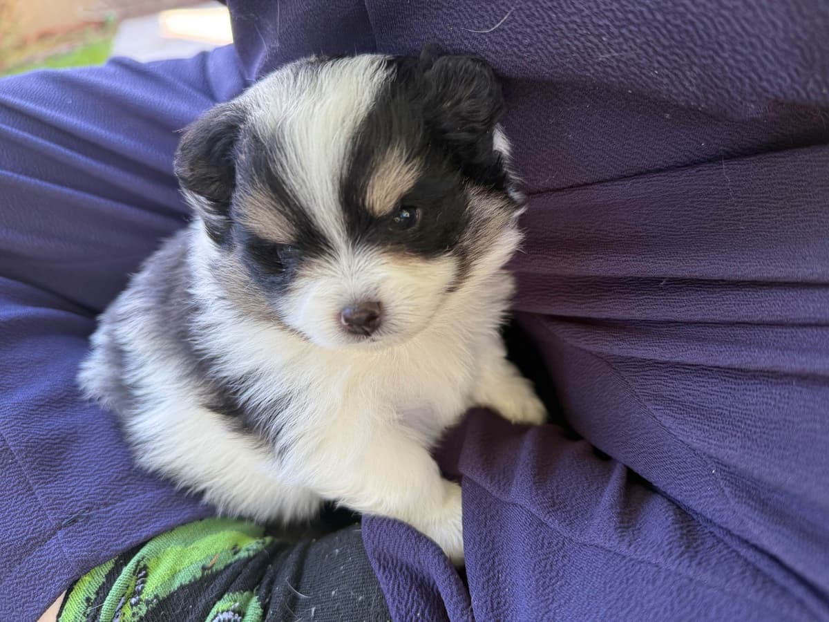 Pomeranian Puppies breeder image 10