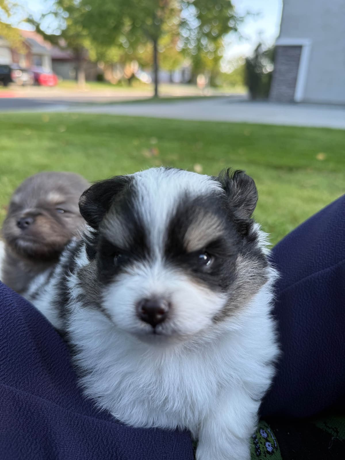 Pomeranian Puppies breeder image 11