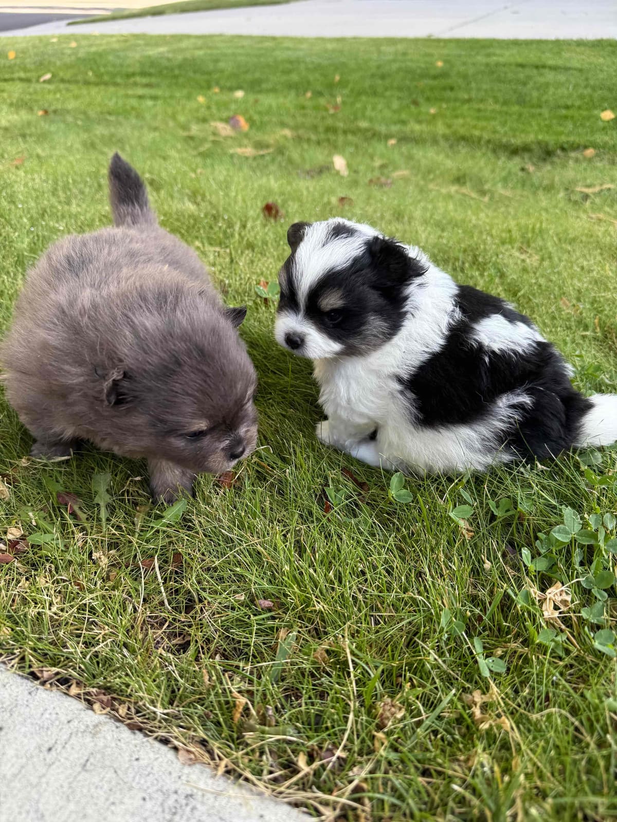 Pomeranian Puppies breeder image 13