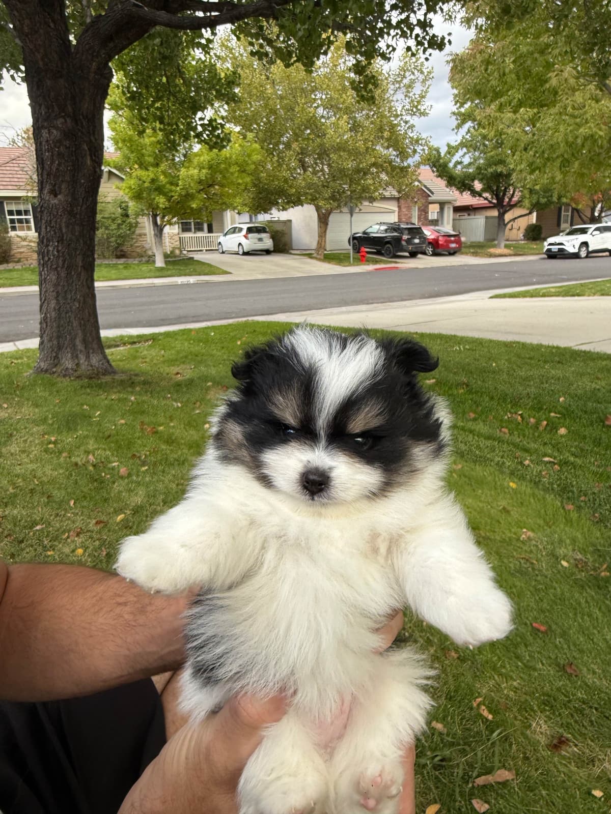 Pomeranian Puppies breeder image 17