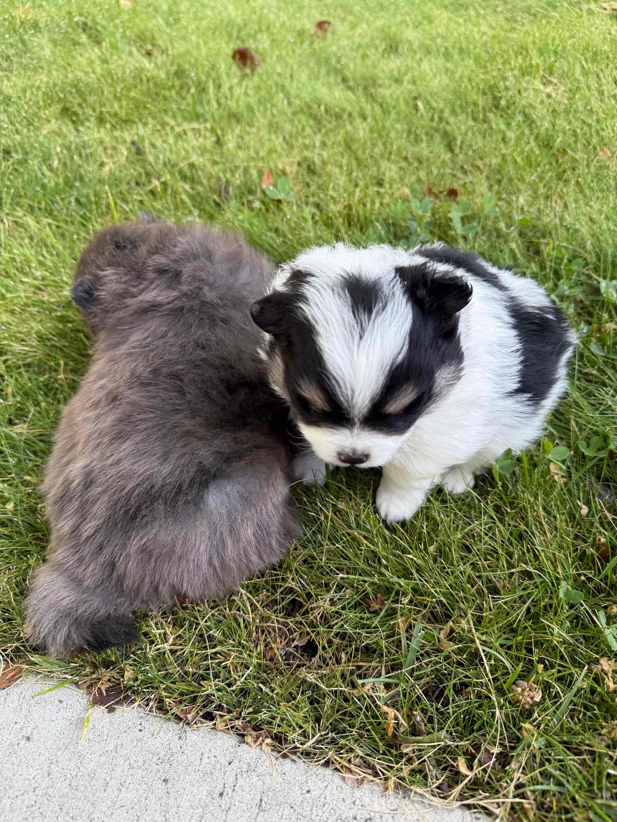 Pomeranian Puppies breeder image 18