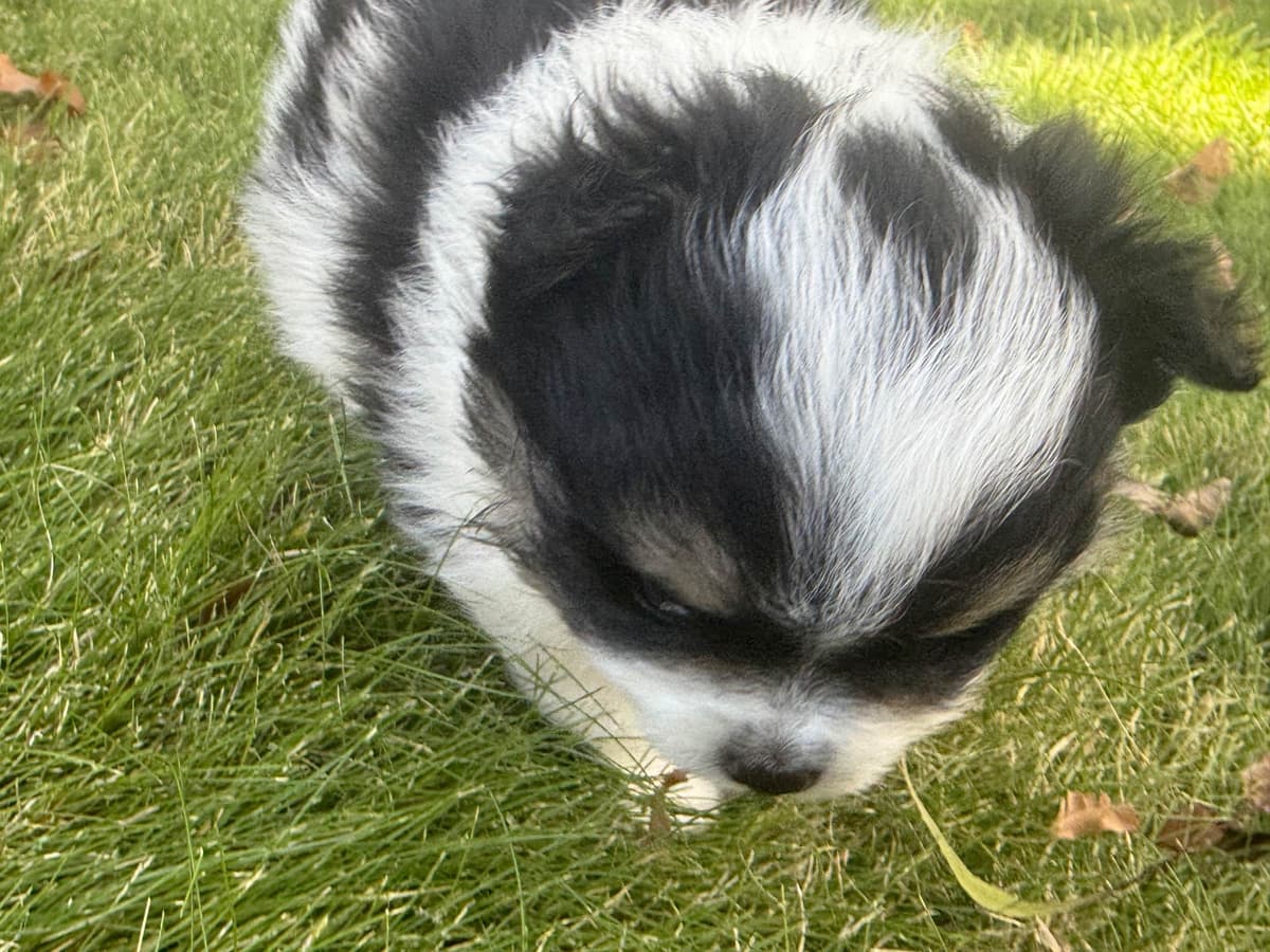 Pomeranian Puppies breeder image 20