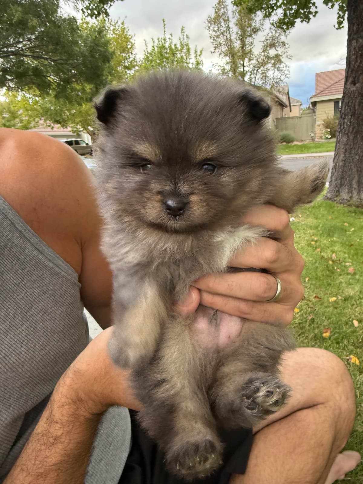 Pomeranian Puppies breeder image 14