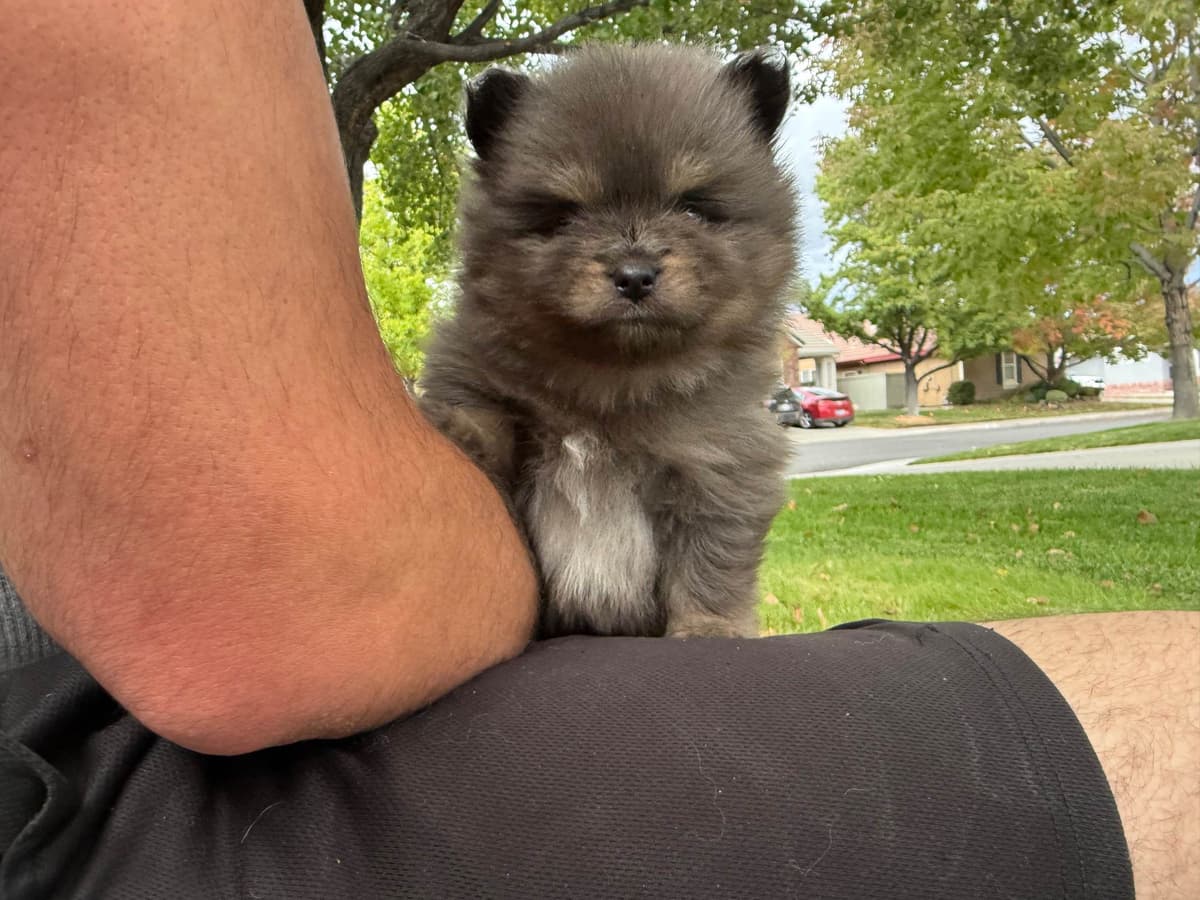 Pomeranian Puppies breeder image 16