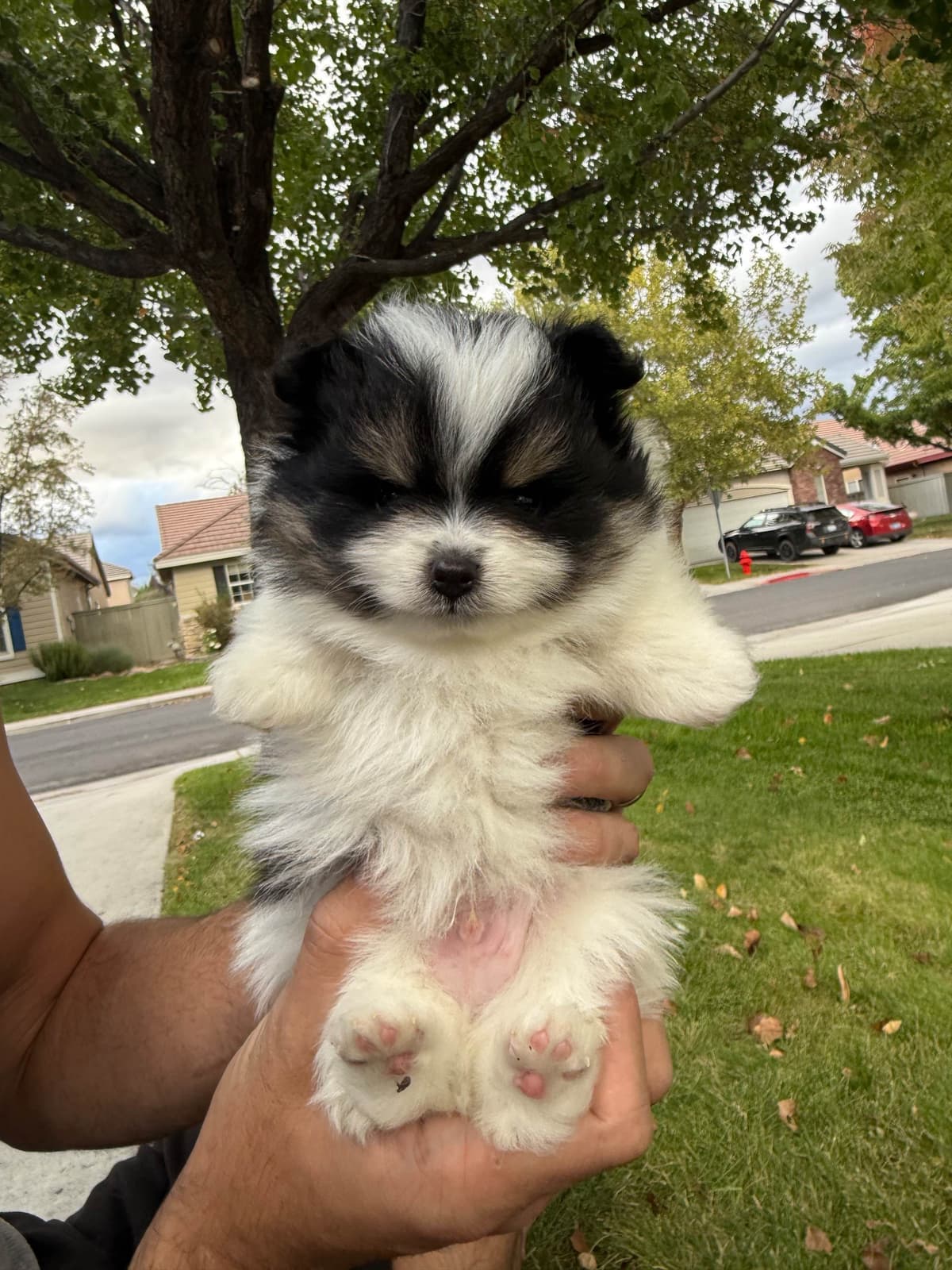 Pomeranian Puppies breeder image 19