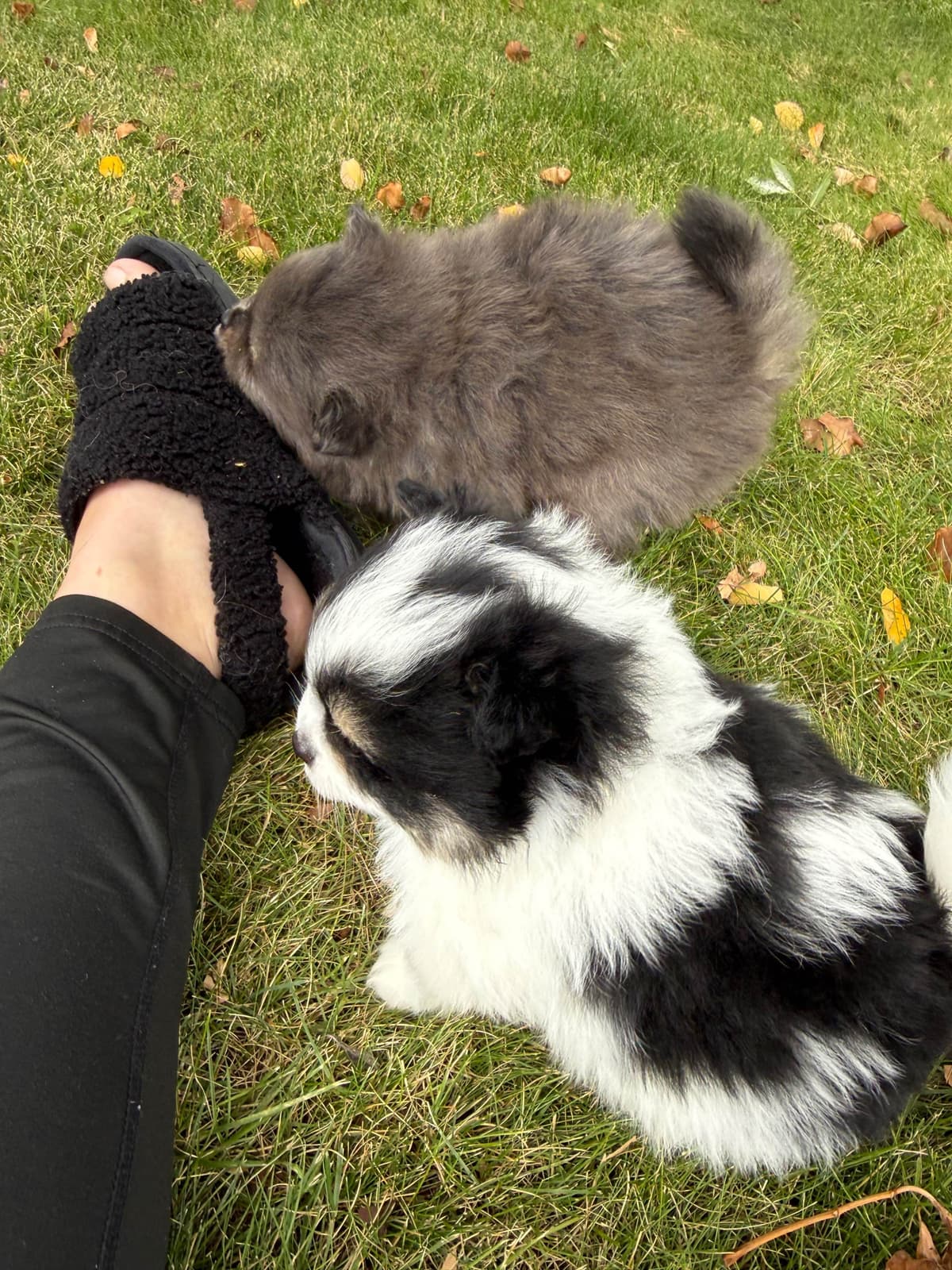Pomeranian Puppies breeder image 21