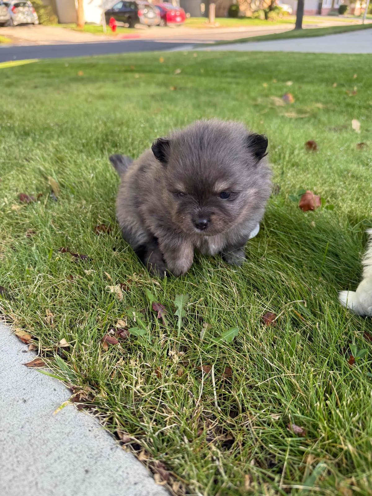 Pomeranian Puppies breeder image 22