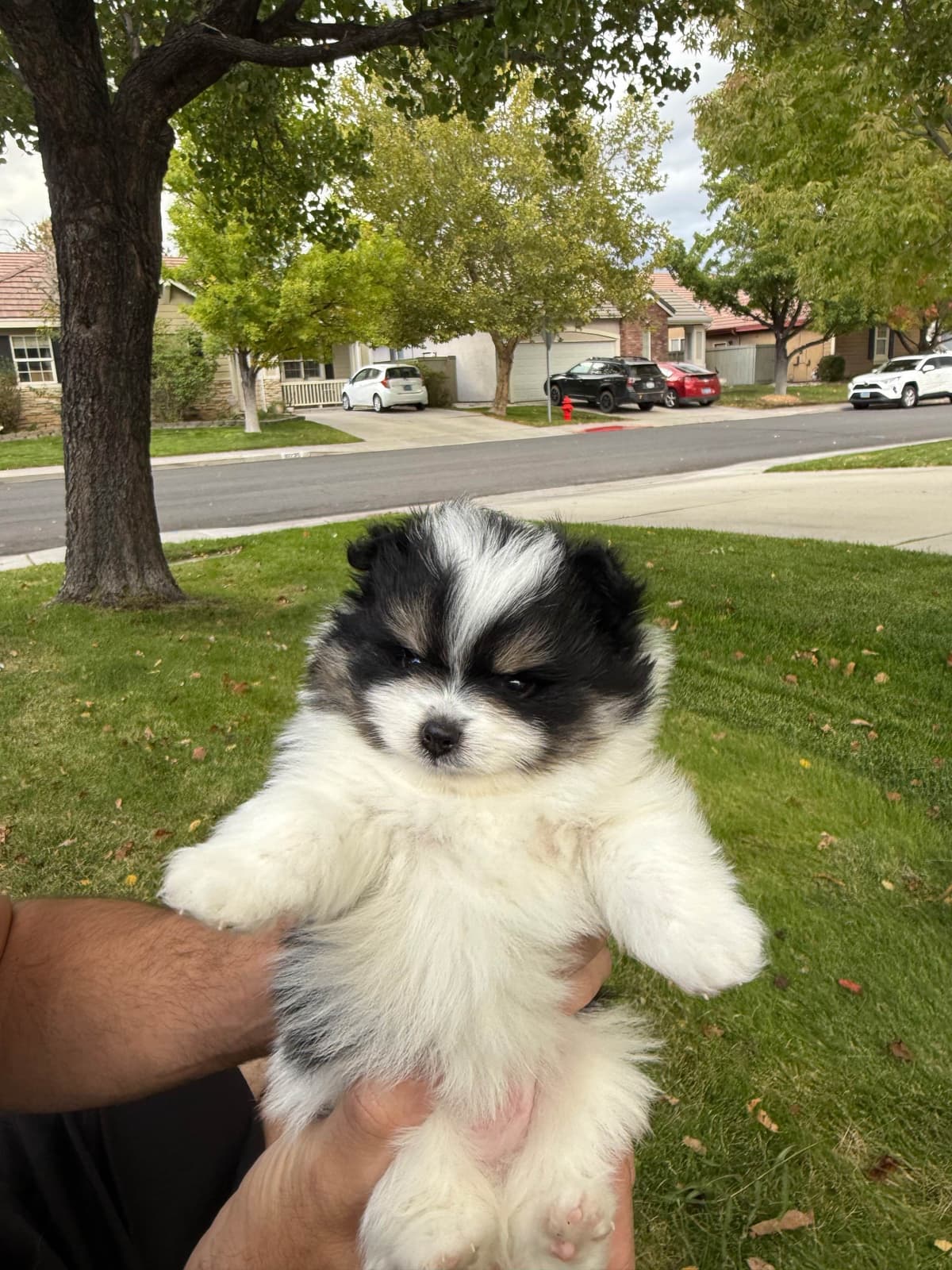 Pomeranian Puppies breeder image 23