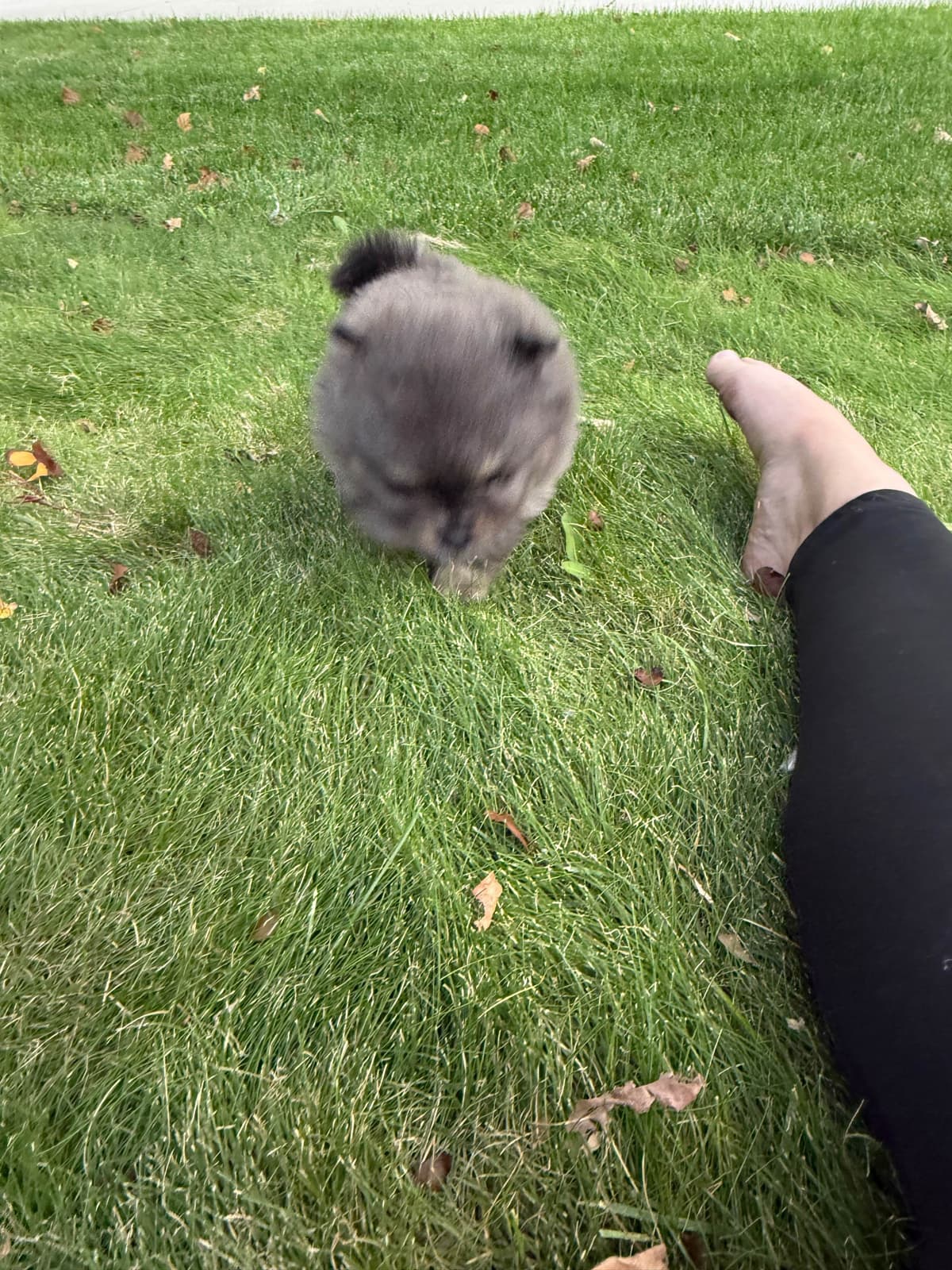 Pomeranian Puppies breeder image 24