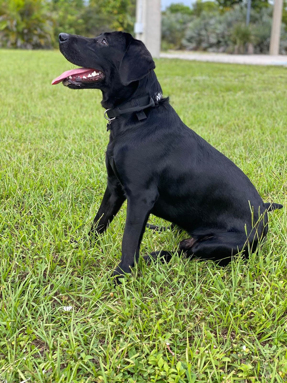 Labrador Retriever Puppies breeder image 1