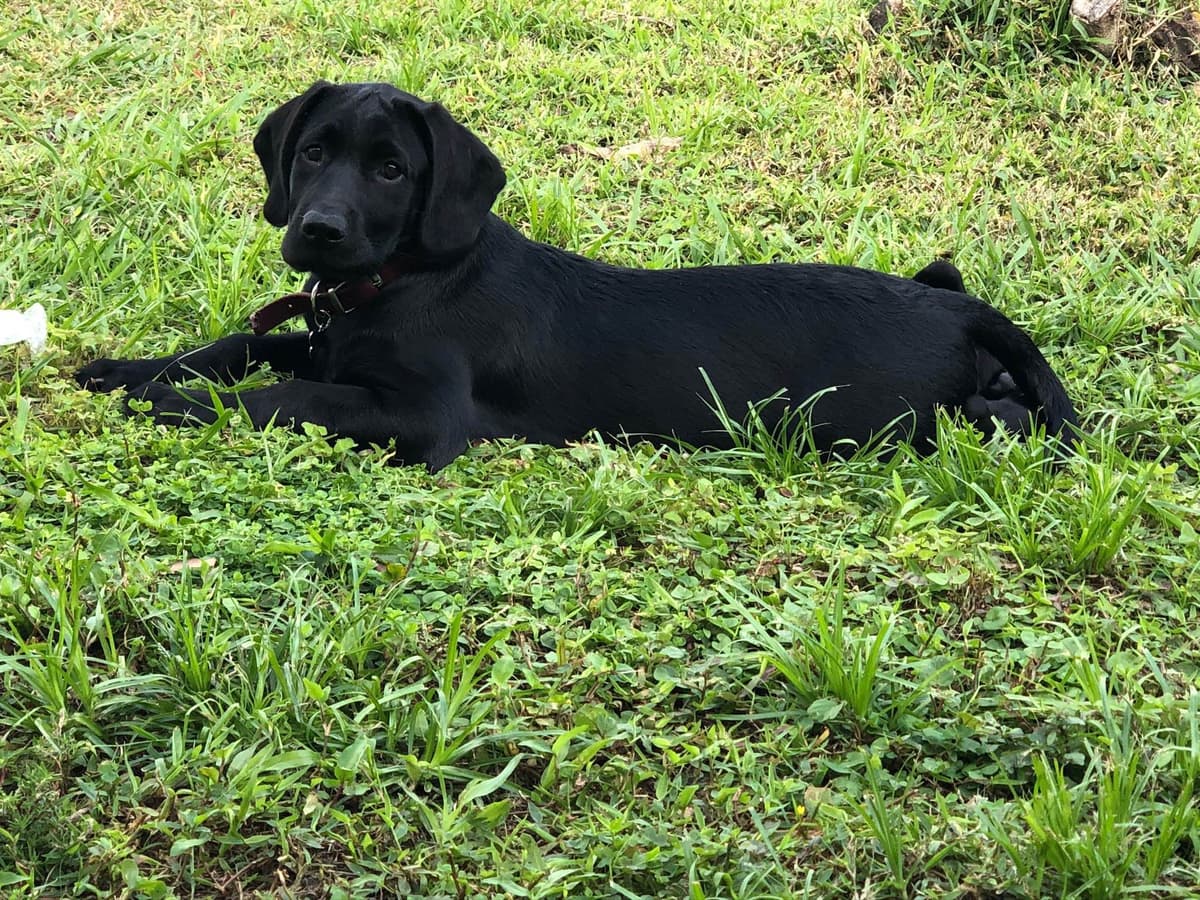 Labrador Retriever Puppies breeder image 2