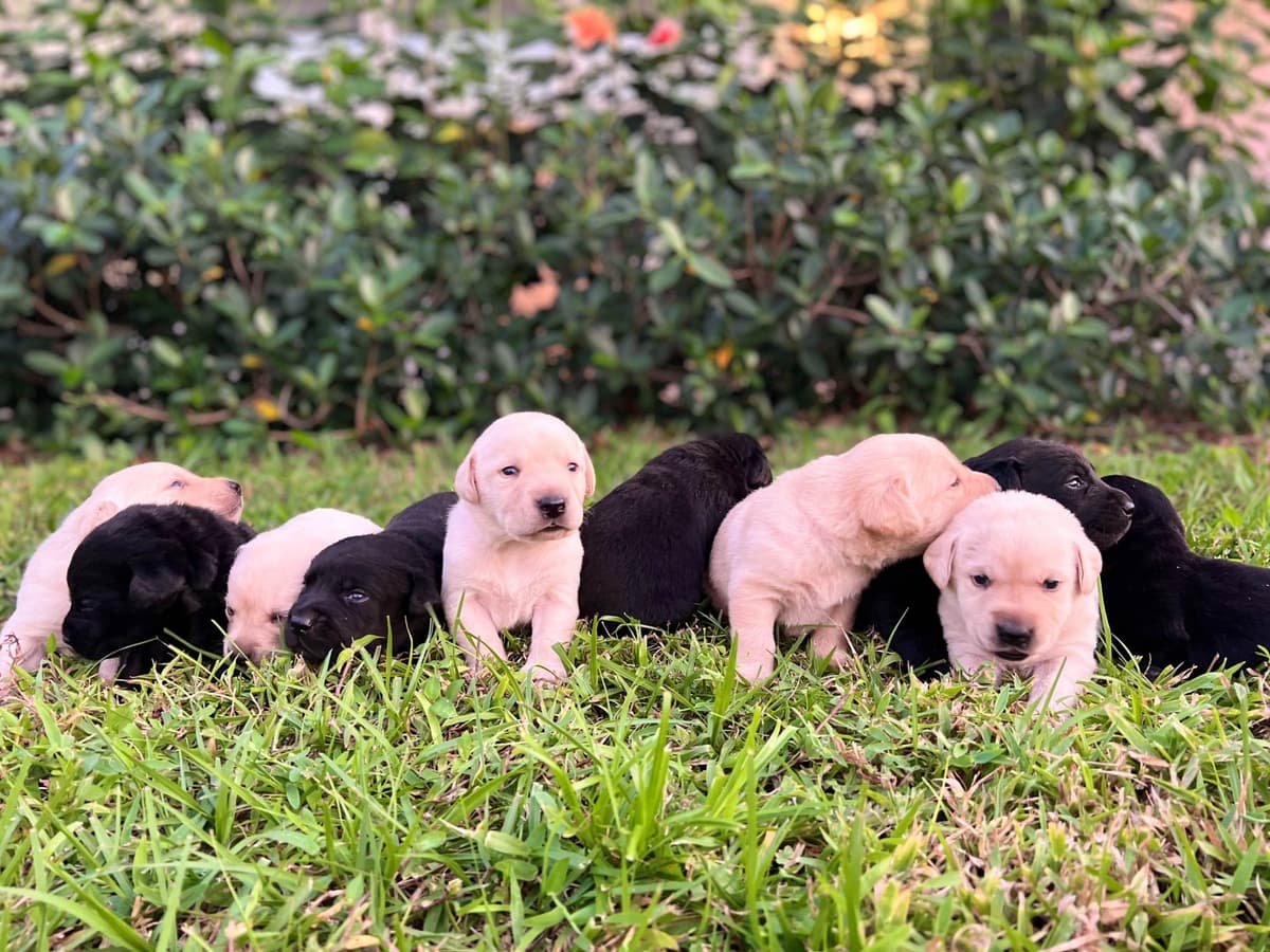 Labrador Retriever Puppies breeder image 3
