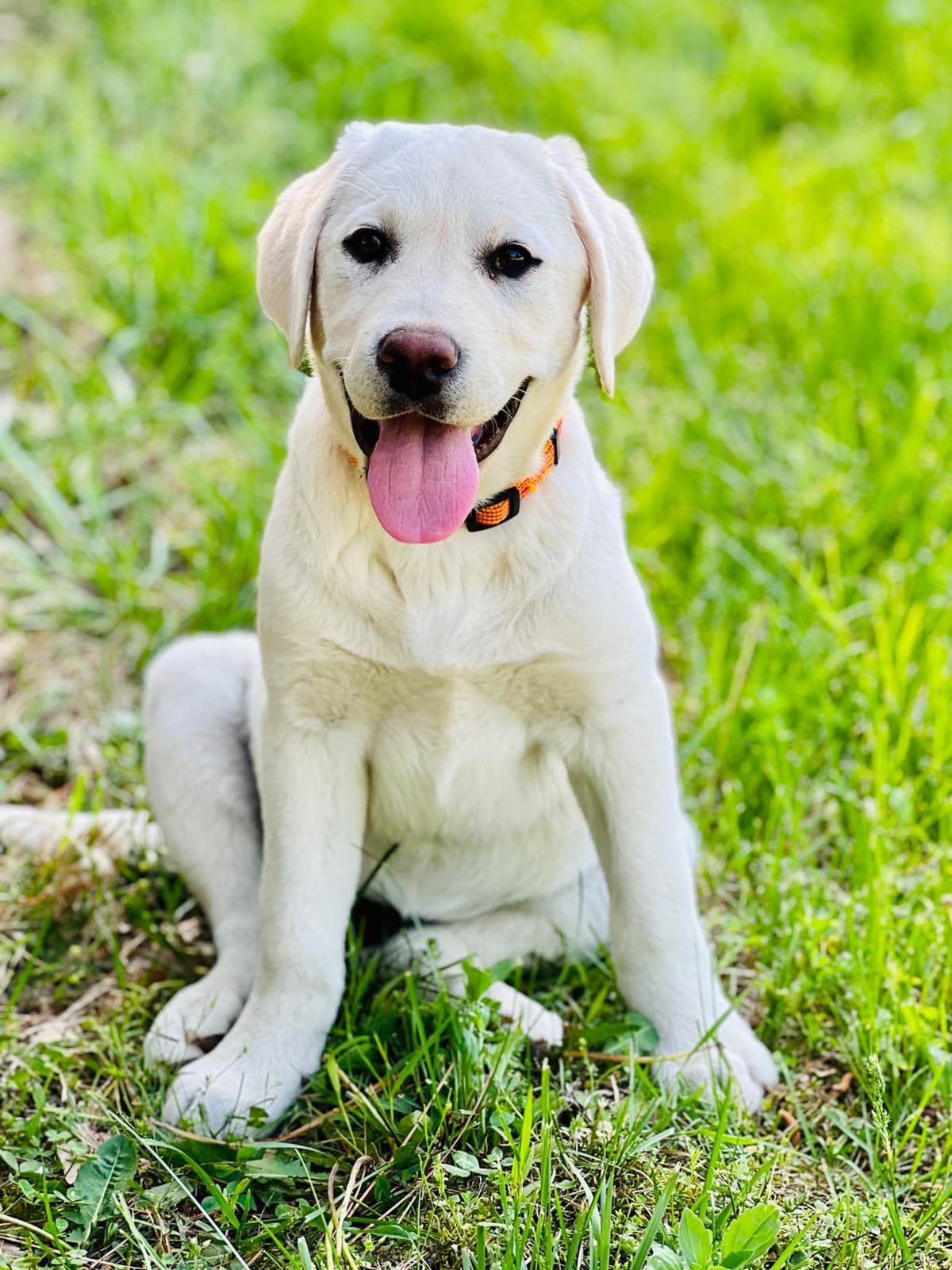 Labrador Retriever Puppies breeder image 4