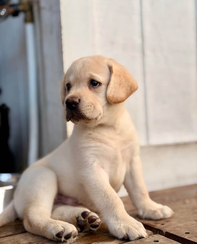 Labrador Retriever Puppies media 3