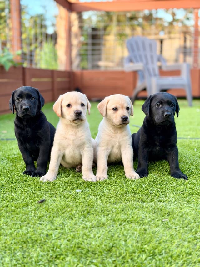 Labrador Retriever Puppies media 2