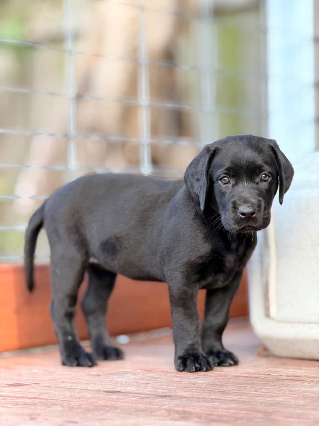 Labrador Retriever Puppies media 4