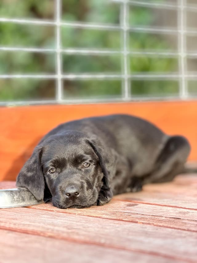 Labrador Retriever Puppies media 5