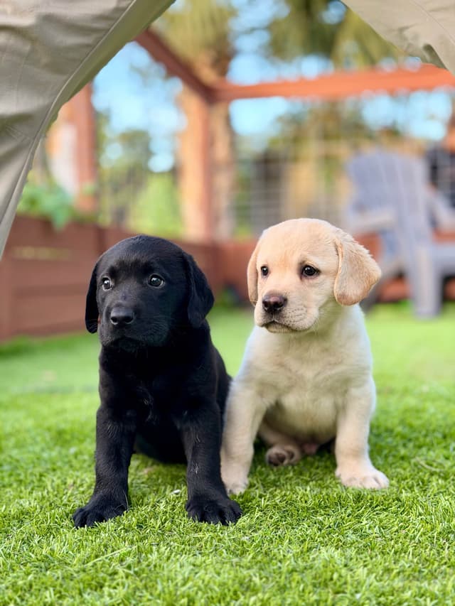 Labrador Retriever Puppies media 6