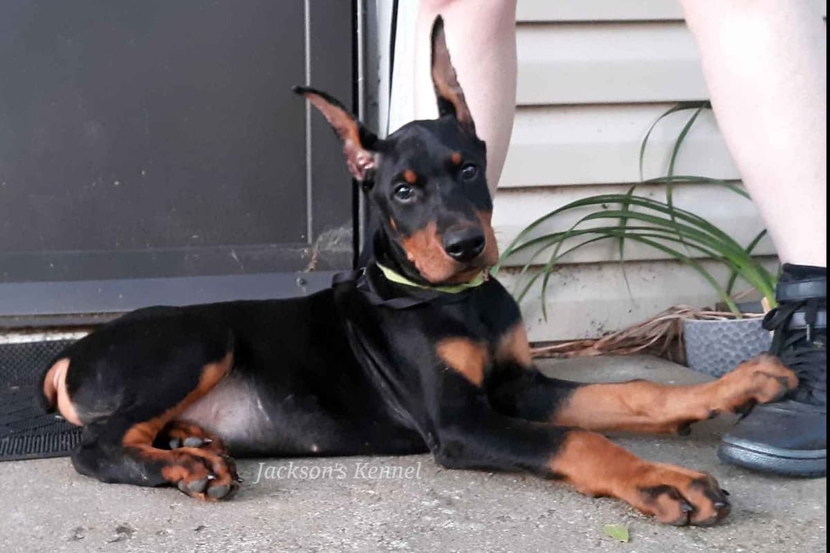 50/50 Euro/American Puppies breeder image 7