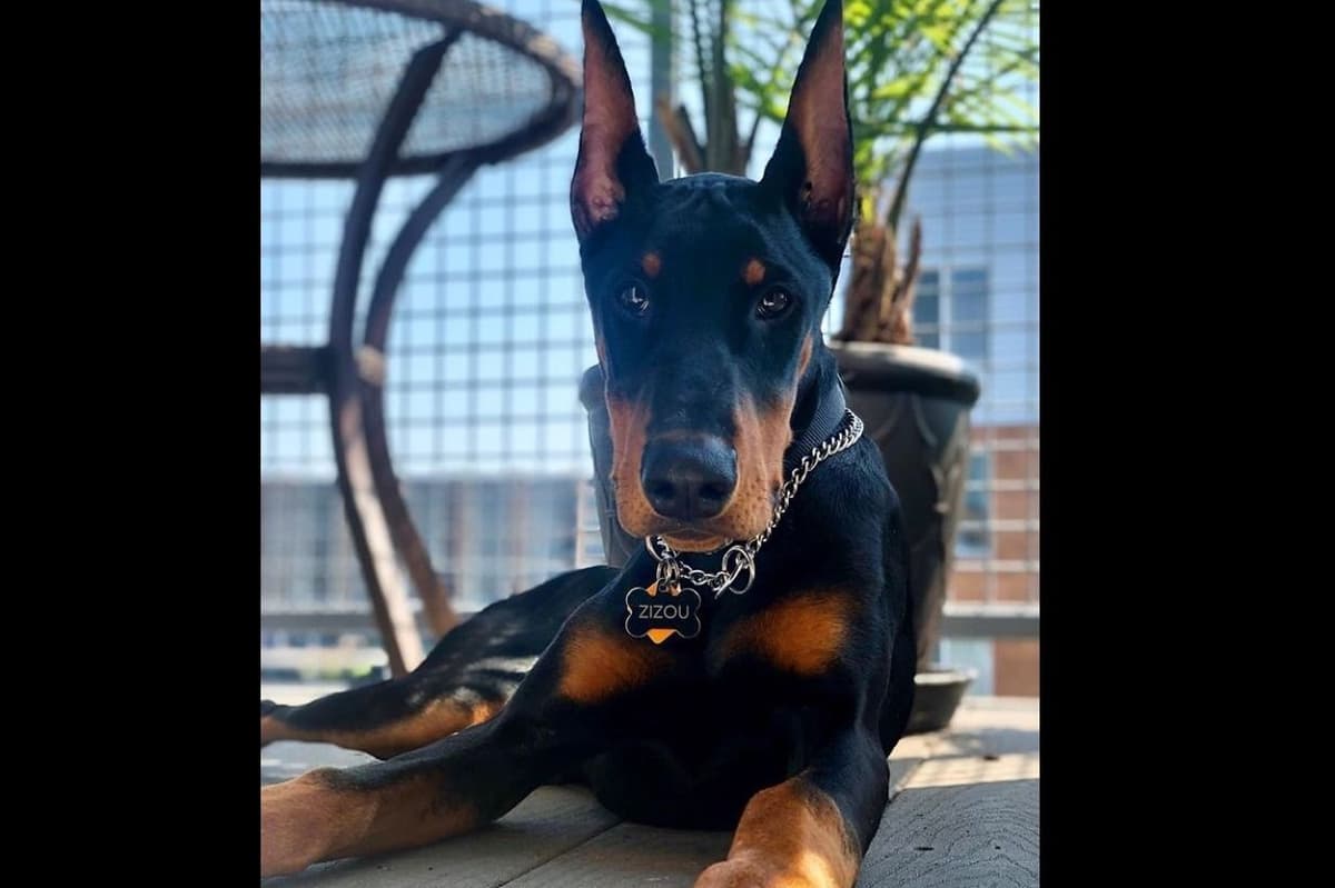 50/50 Euro/American Puppies breeder image 8