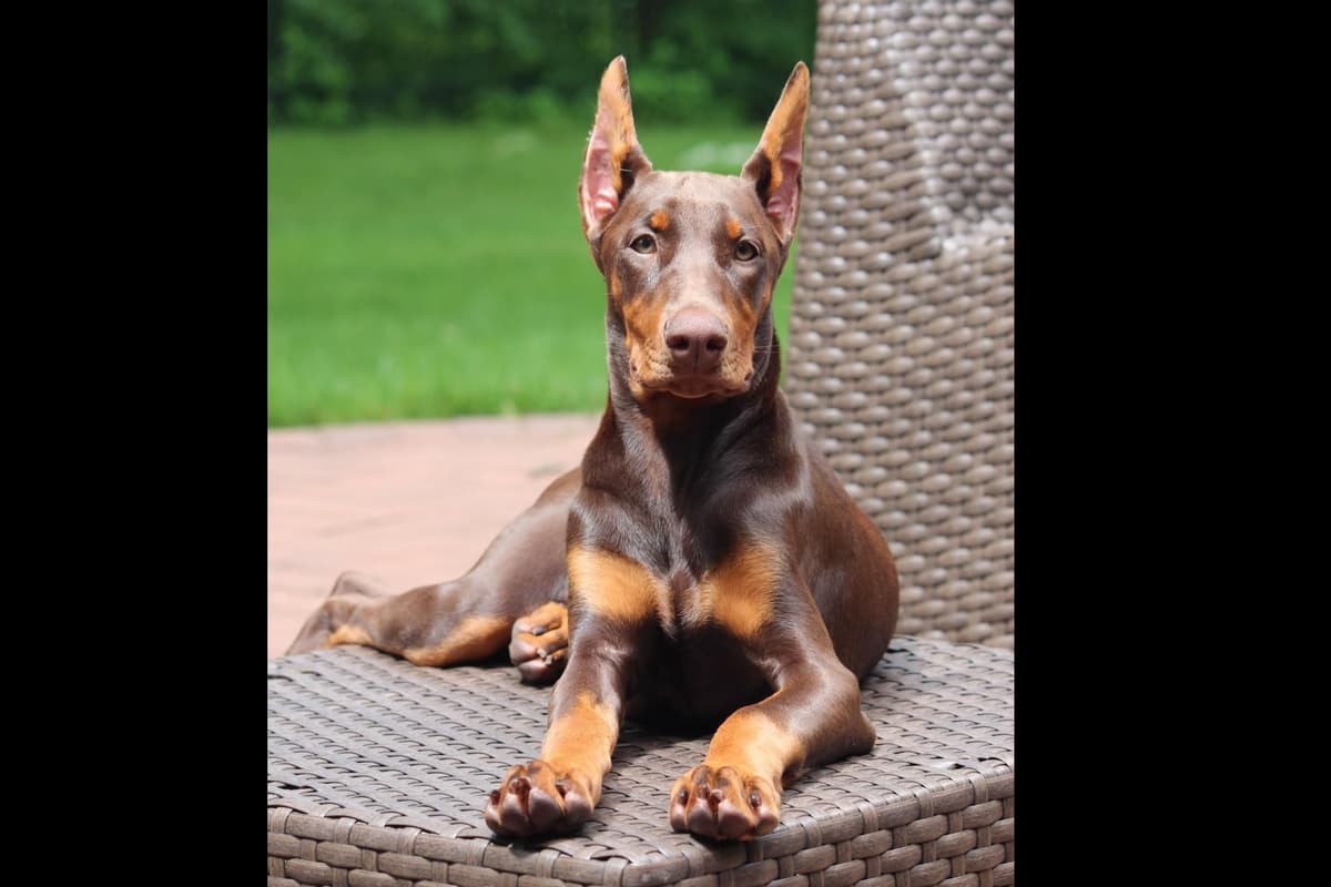 50/50 Euro/American Puppies breeder image 9