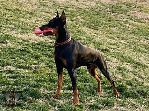 50/50 Euro/American Puppies breeder image 10