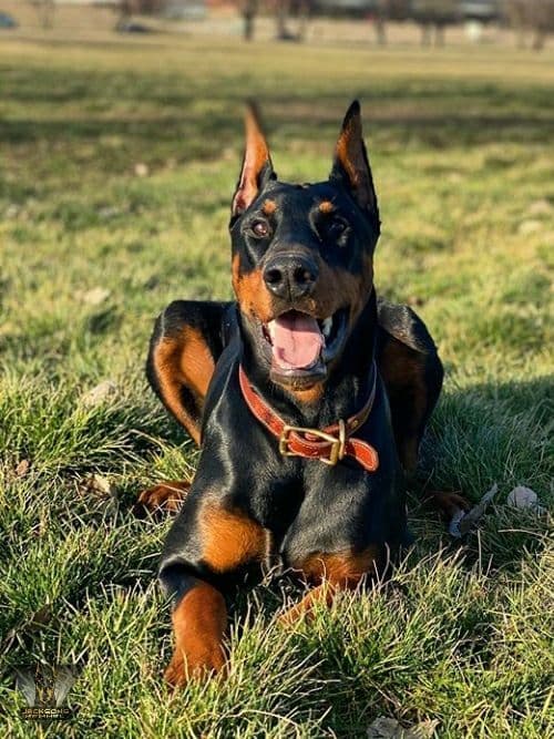 50/50 Euro/American Puppies breeder image 11