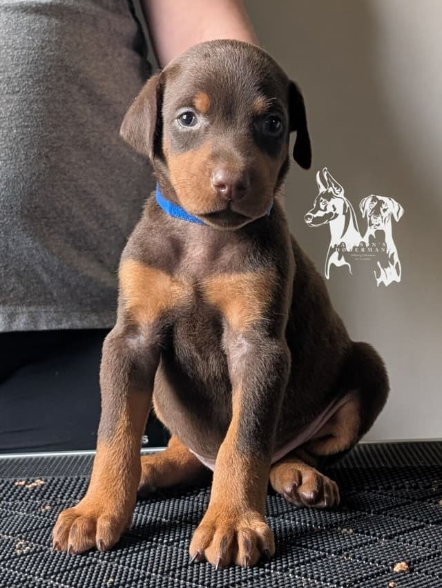 50/50 Euro/American Puppies media 2