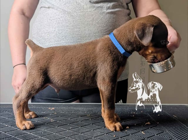 50/50 Euro/American Puppies media 3