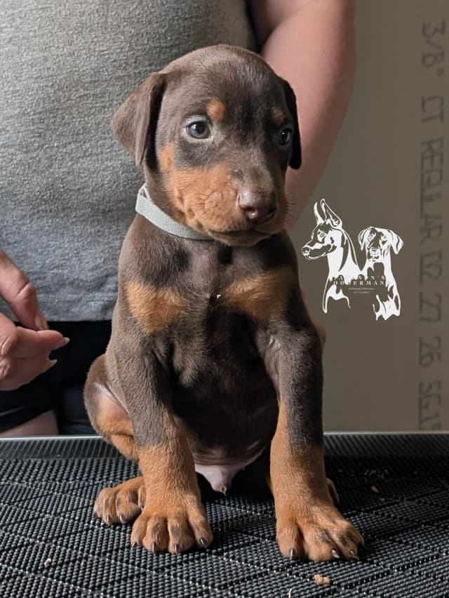 50/50 Euro/American Puppies media 4