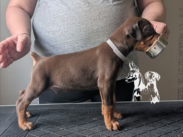 50/50 Euro/American Puppies media 5