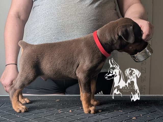 50/50 Euro/American Puppies media 6