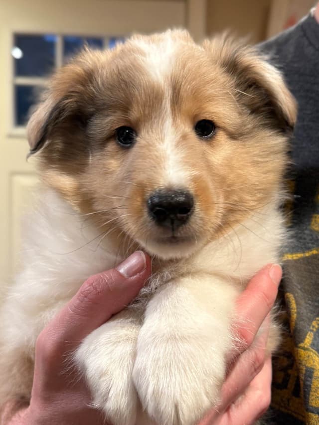 Sheltie Pups Raised by Pro Trainers! media 5