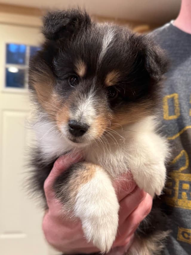 Sheltie Pups Raised by Pro Trainers! media 6