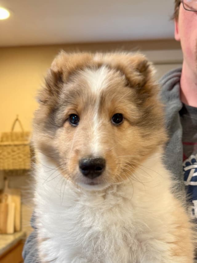 Sheltie Pups Raised by Pro Trainers! media 7
