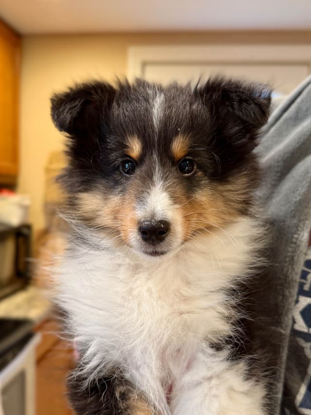 Sheltie Pups Raised by Pro Trainers! media 8