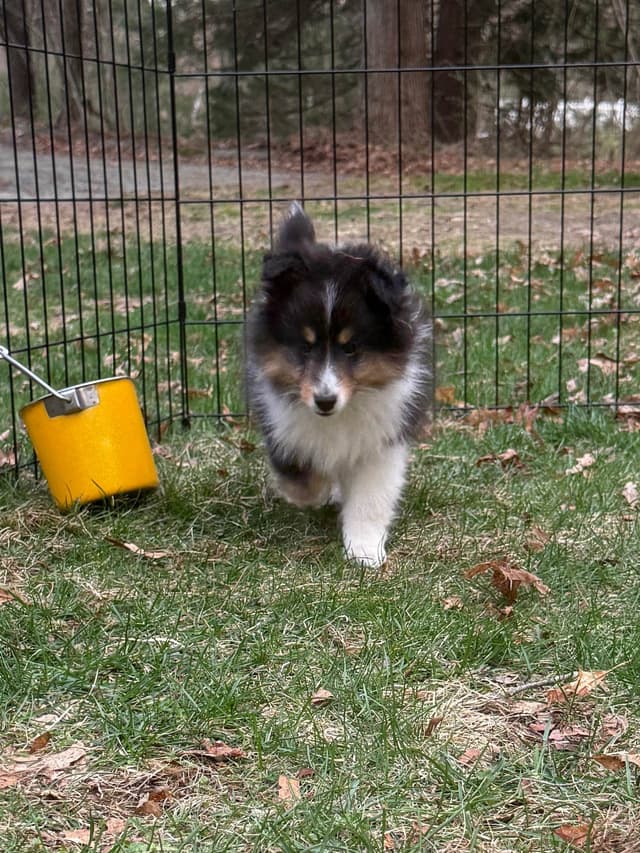 Sheltie Pups Raised by Pro Trainers! media 9