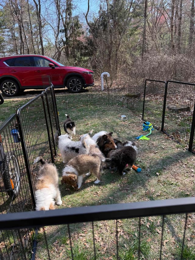 Sheltie Pups Raised by Pro Trainers! media 10