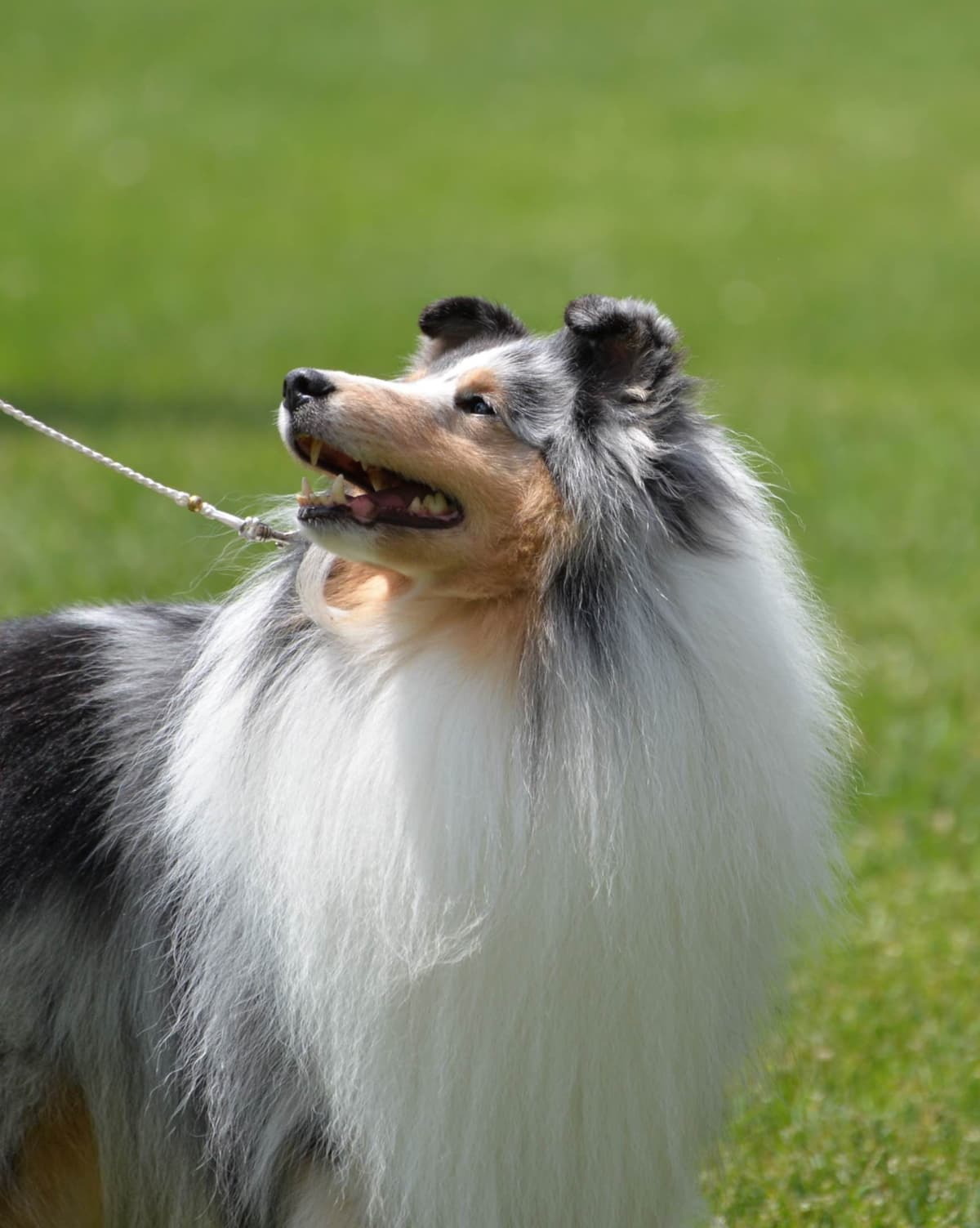 Sheltie Pups Raised by Pro Trainers! breeder image 7