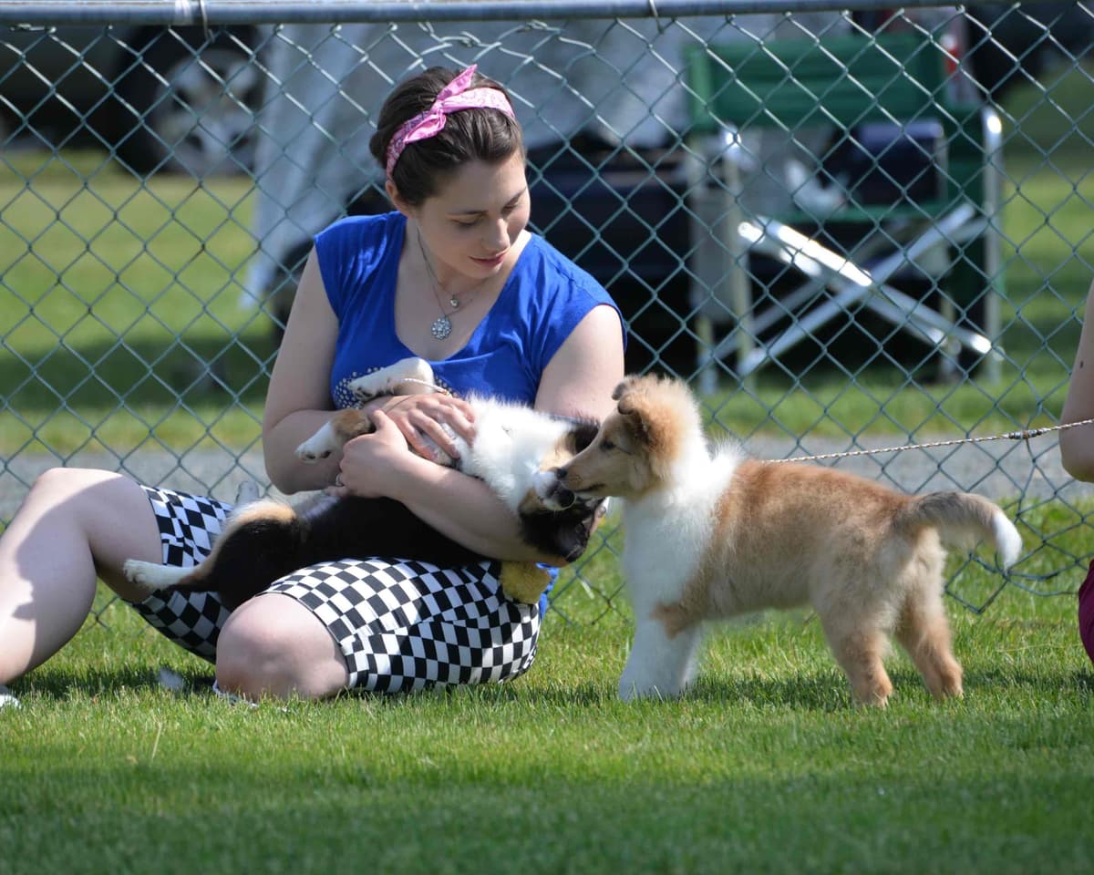 Sheltie Pups Raised by Pro Trainers! breeder image 8