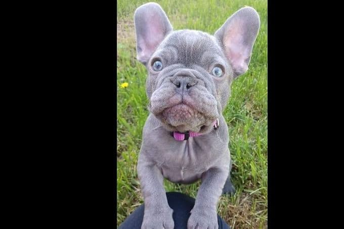 Lilac Platinum French Bulldog Puppy breeder image 1