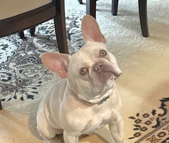 Lilac Platinum French Bulldog Puppy media 2