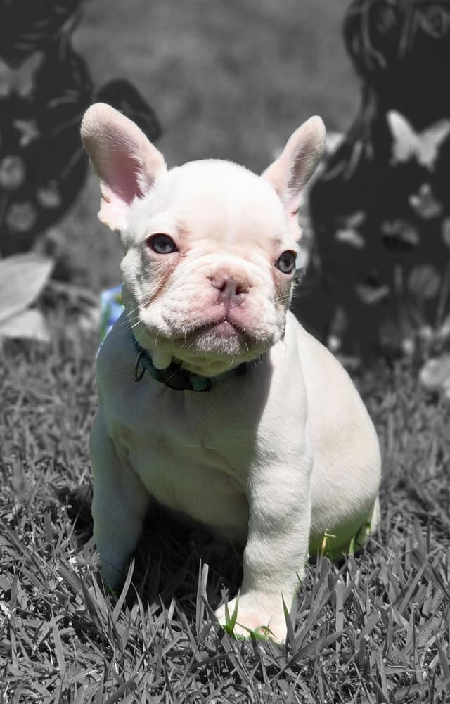 Lilac Platinum French Bulldog Puppy media 3