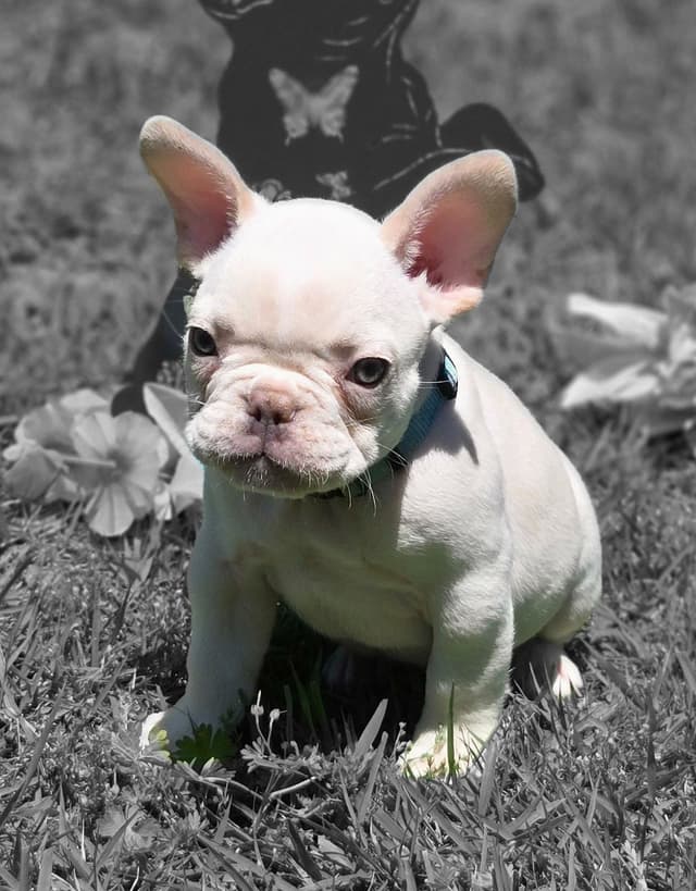 Lilac Platinum French Bulldog Puppy media 4