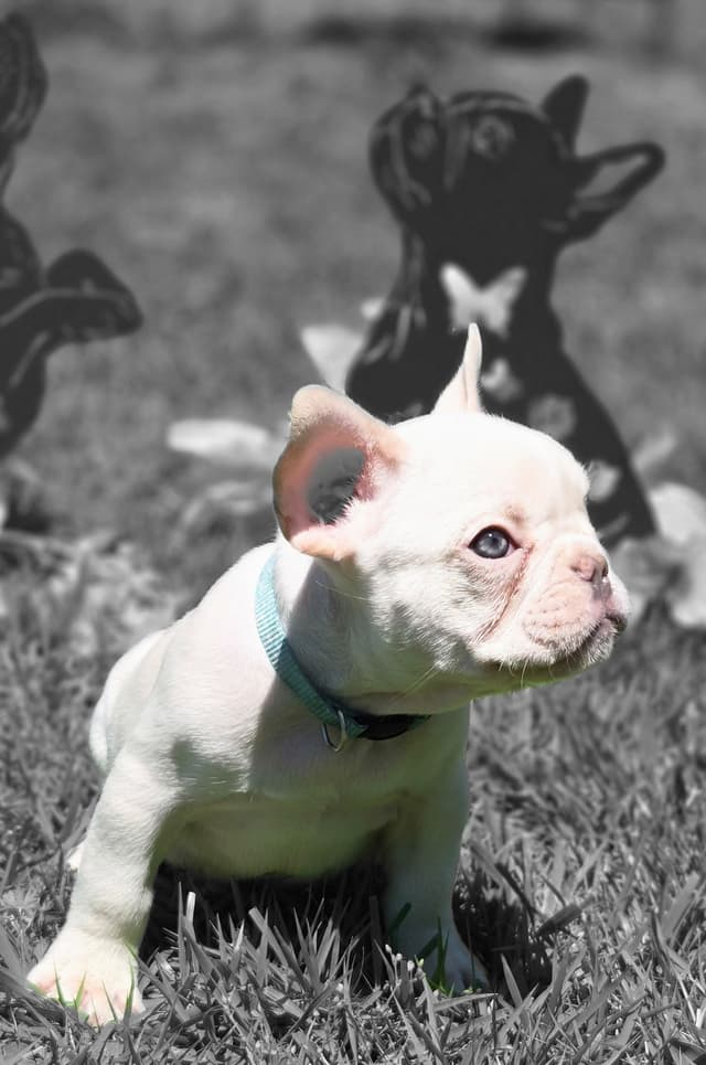 Lilac Platinum French Bulldog Puppy media 5