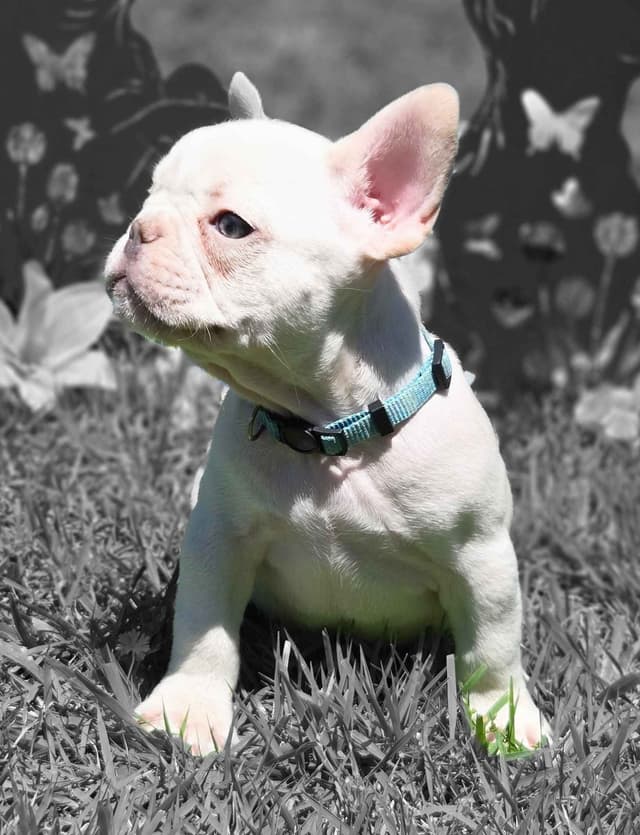 Lilac Platinum French Bulldog Puppy media 6