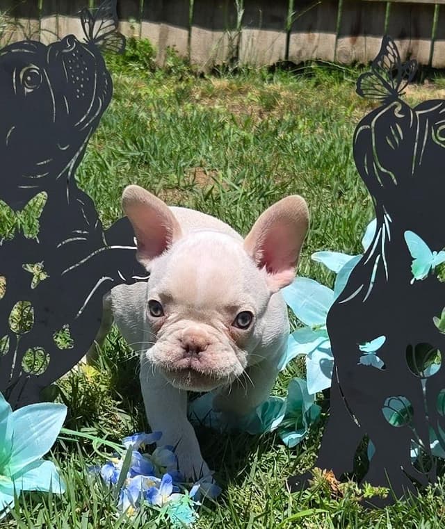 Lilac Platinum French Bulldog Puppy media 7