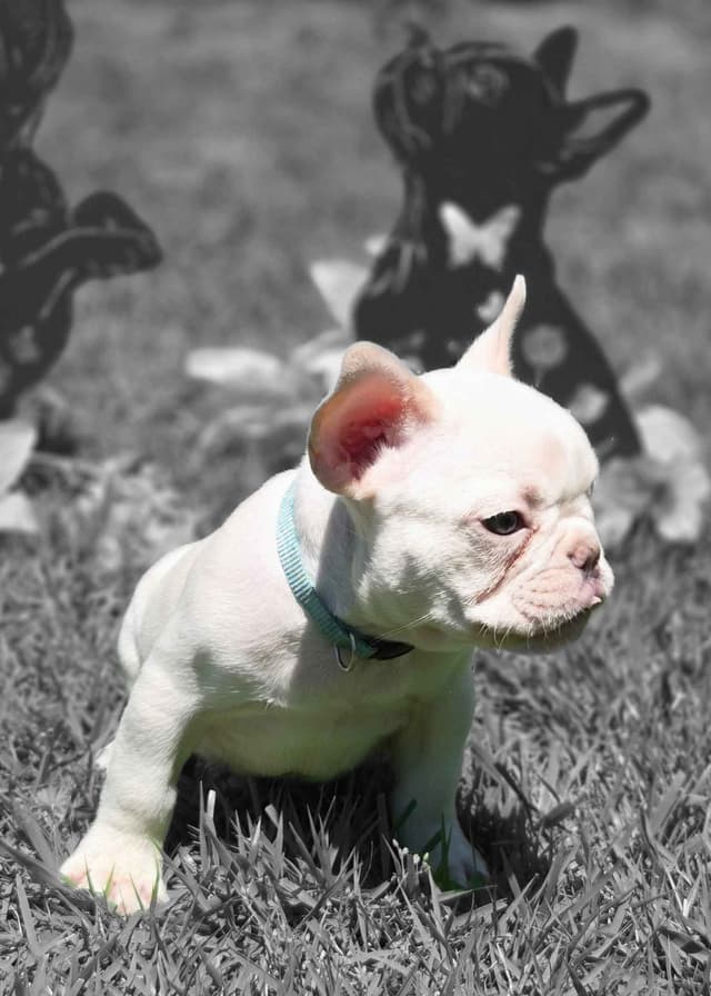 Lilac Platinum French Bulldog Puppy media 8