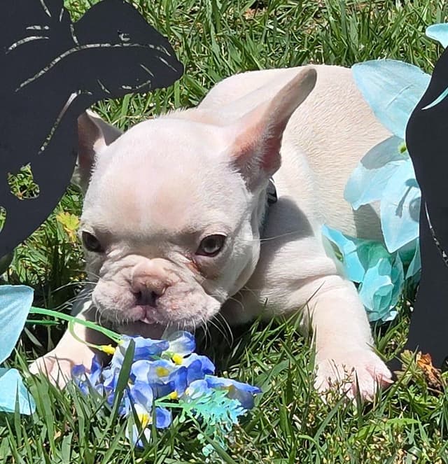 Lilac Platinum French Bulldog Puppy media 9