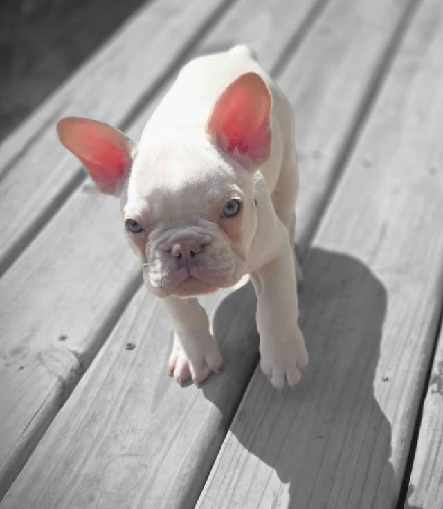 Lilac Platinum French Bulldog Puppy media 10